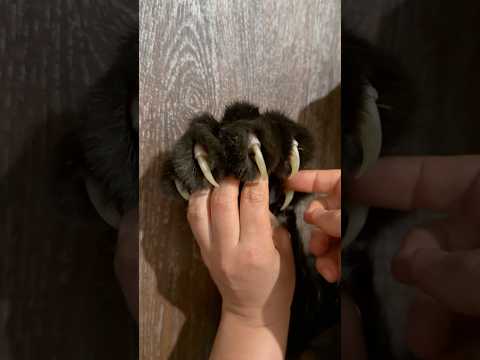 Видео: Оn the claws / off the claws 😂