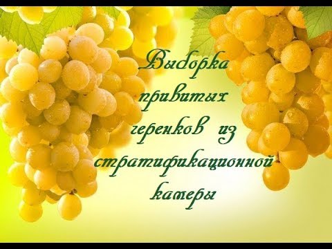 Видео: Выборка привитых черенков из стратификационной камеры
