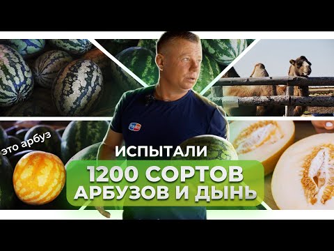 Видео: Арбузы уже НЕ ТАКИЕ сладкие | Тыква ГИГАНТ |  КФХ "Пономарёво"