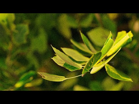 Видео: Не меняй Blender на Houdini