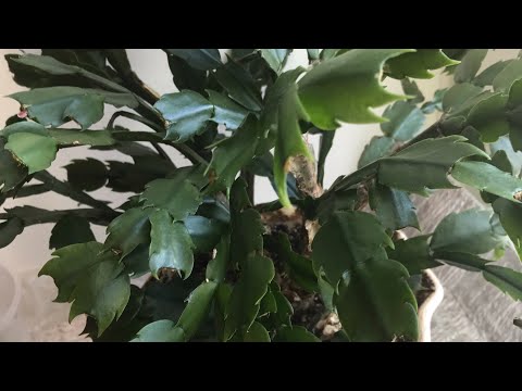 Видео: Декабрист (Шлюмбергера), результат формирования и уход после пересадки.         Уход за «малышами»