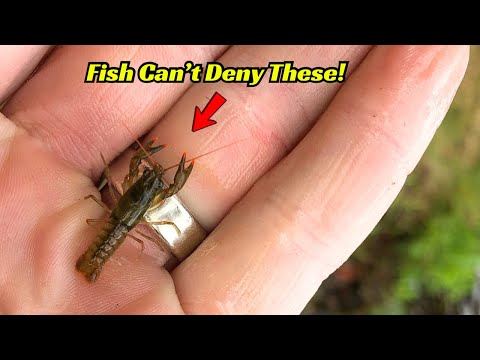 Видео: Ни одна рыба не устоит перед этими мини-приманками для лобстеров! Они работают просто отлично!