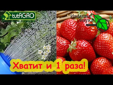 Видео: ВСЁ, ЧТО ТЕПЕРЬ НАДО ЗЕМЛЯНИКЕ (КЛУБНИКЕ). И урожай - ВЁДРАМИ! И никаких гнилей и пятен на листьях!