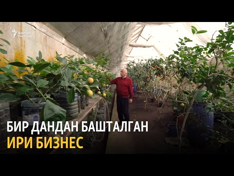 Видео: Бир дандан башталган ири бизнес