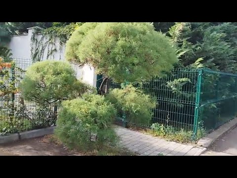 Видео: Беседа про Тамарикс. Выносливое, непрехотливое, интересное растение.