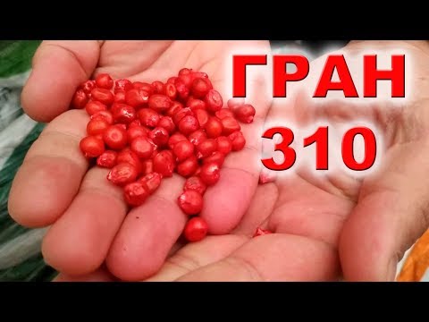 Видео: ГРАН 310 | СЕМЕНА КУКУРУЗЫ ВНИС