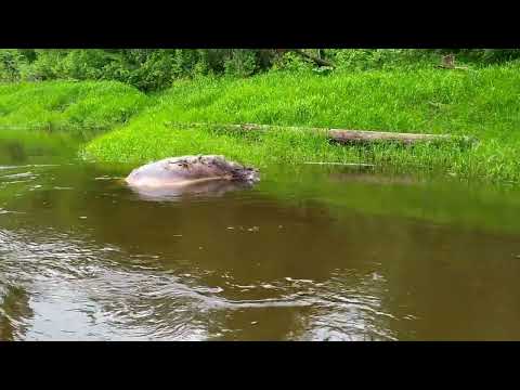 Видео: Река Ветлуга