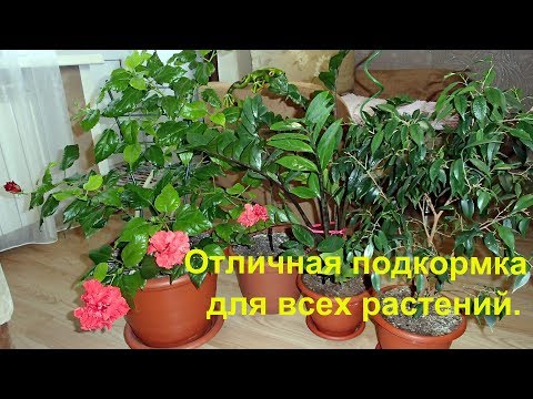 Видео: Мои цветы и супер подкормка для всех комнатных растений.