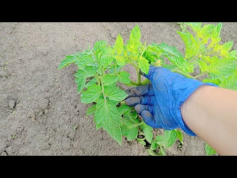 Видео: Як пасинкувати помідори 🍅🍅🍅