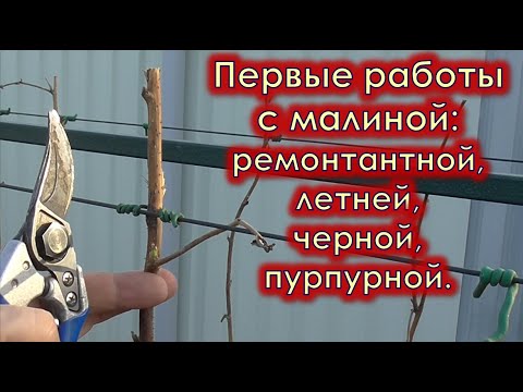 Видео: Первые работы в малиннике. Обрезка ремонтантной и летней малины.  Подъем черной и пурпурной малины.