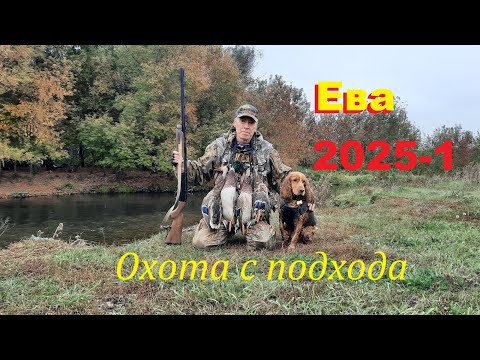 Видео: Охота с подхода на утку с молодым  спаниелем.