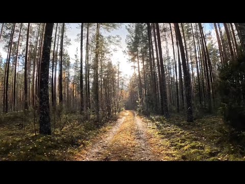 Видео: Велопрогулка по лесу за Усть - Долыссами вдоль реки Рущера. Деревня Дедов камень.