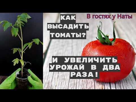 Видео: Секретный метод пересадки томатов который изменит ваш урожай НАВСЕГДА