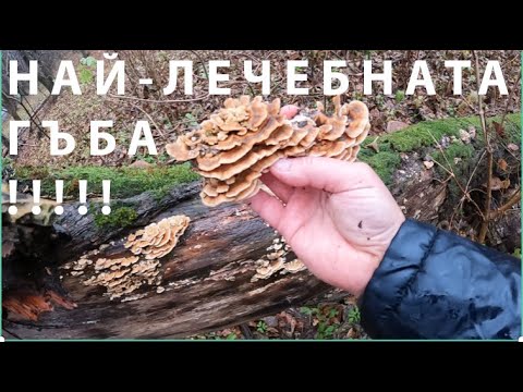 Видео: НАЙ-ЛЕЧЕБНАТА ГЪБА HEALTHIEST MUSHROOM TURKEYTAIL #foraging #mushroom#turkeytail#medicinalmushrooms