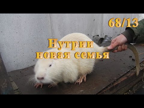 Видео: Нутрии новая семья