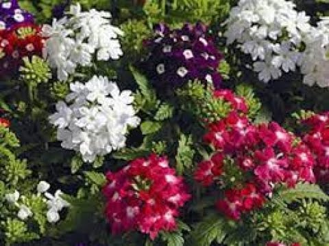 Видео: НУЖНА ЛИ ПРИЩИПКА ВЕРБЕНЕ, КАК ПРИЩИПНУТЬ ВЕРБЕНУ