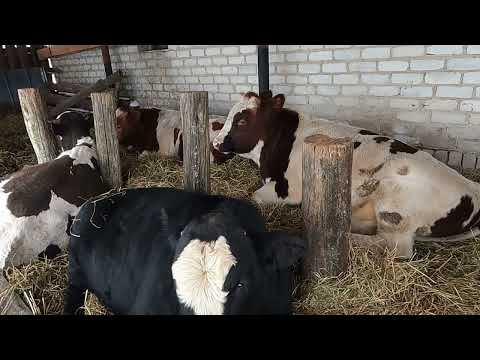 Видео: Зимовник для быков. Купили жом.