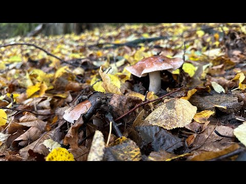 Видео: ГРИБЫ ЗОВУТ! ГРИБНИКИ ВЫХОДИТЕ! ОНИ ТОЛЬКО НАЧИТАЮТ РАСТИ, ПОХОД В ЛЕС ЗА ГРИБАМИ