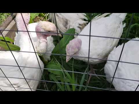 Видео: Выпустил молодых индюшат на улицу ВПЕРВЫЕ!