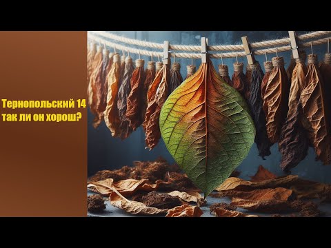 Видео: Сорт табака Тернопольский 14, краткий обзор