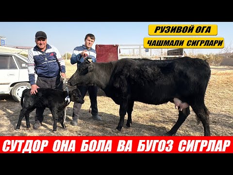 Видео: СУТДОР  ОНА   БОЛА  ВА БУГОЗ  СИГРЛАР  РУЗИВОЙ   ОГА