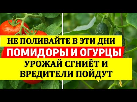 Видео: Не поливайте в эти дни помидоры и огурцы, урожай сгниёт вредители пойдут. Приметы про урожай на даче