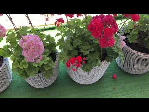 Видео: Обзор пеларгоний 7/07/24, часть 2