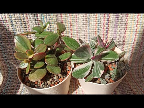 Видео: КРАССУЛЫ в моей коллекции 🌱Новинки от Оли✨
