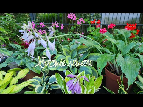 Видео: И опять окунёмся в лето :-) Цветение хост #julia_i_sad #цветы #hosta #collection #garden #plants