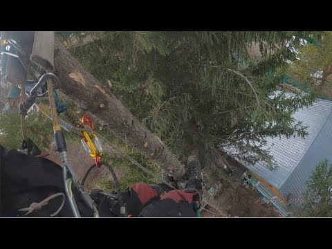 Видео: Спил пары ёлок и берёзы в СНТ Ранетка   часть 1