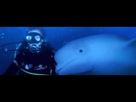 Видео: КАК ДЕЛЬФИНЫ ГОВОРЯТ