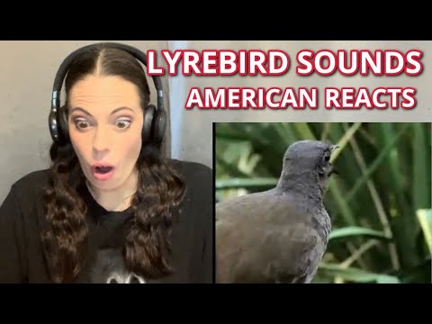 Видео: ЛИРОХВОСТЫ: ВЕЛИЧАЙШИЕ В МИРЕ ПОДРАЖАТЕЛИ | AMERICAN REACTS
