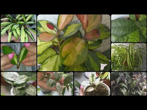 Видео: Две Хойи скинули корни🌱Но мы не сдаемся!🌷Обзор Хой в мае🌱Пересадка🌷Уход🌱Укоренение🌷Хлорофитум🌱Гинура