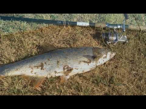 Видео: Охота на чуйского жереха в сентябре