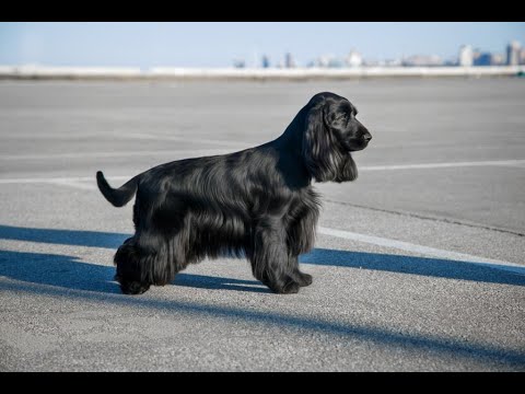 Видео: Груминг АКС ( морда, горло на черной собаке)