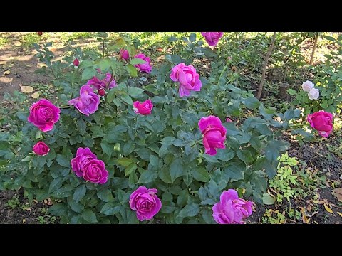 Видео: Осеннее цветение в Грузии 🇬🇪 🌹🌹🌹 🇬🇪