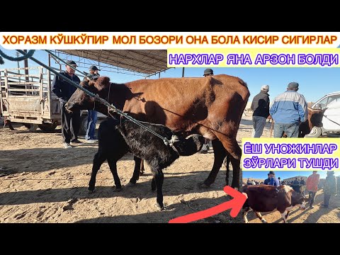 Видео: ХОРАЗМ КЎШКЎПИР | МОЛ БОЗОРИ  ОНА БОЛА КИСИР СИГИРЛАР ВА ЁШ УНОЖИНЛАР НАРХЛАРИ  МОЛЛАР  АРЗОН БЎЛДИ