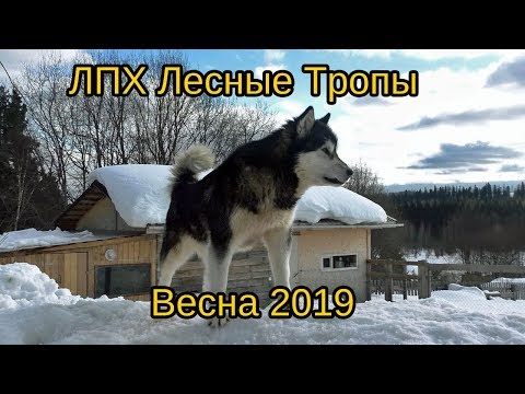 Видео: ЛПХ "Лесные Тропы" - жизнь в деревне, деревенский быт. Весна 2019 г.