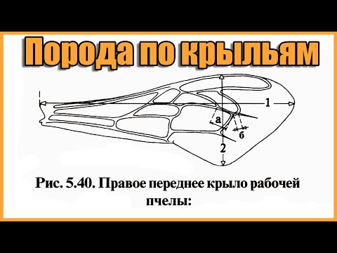 Видео: Порода пчёл по крыльям. Морфометрический анализ