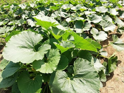 Видео: Как я формирую тыкву.