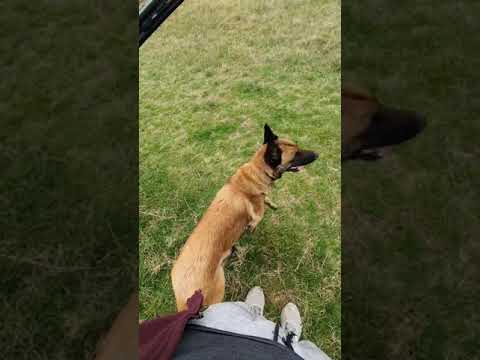 Видео: Компилация тренировка с Макс белгийската овчарка