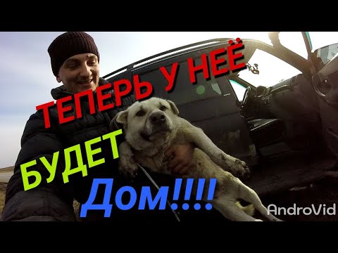 Видео: Поймал бездомного пса!У собаки есть жилье!