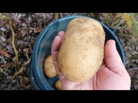 Видео: КАРТОШКА БЕЗ УХОДА