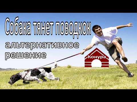 Видео: Собака тянет поводок, альтернативное решение проблемы