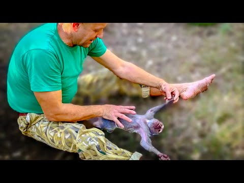 Видео: У меня ПРОСТО ШОК! Человек-лев ЗАГИПНОТИЗИРОВАЛ обезьянку Люсю!