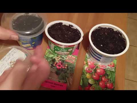 Видео: Томаты сею раньше перца. Как сохранить рассаду на следующий сезон. 🌱🍅🌱