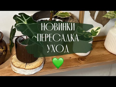 Видео: Обзор новинок комнатных растений 💚пересадка традесканции| уход за растениями
