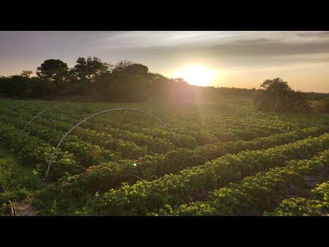 Видео: Сорт клубники🍓 с которым прощаемся! 😢