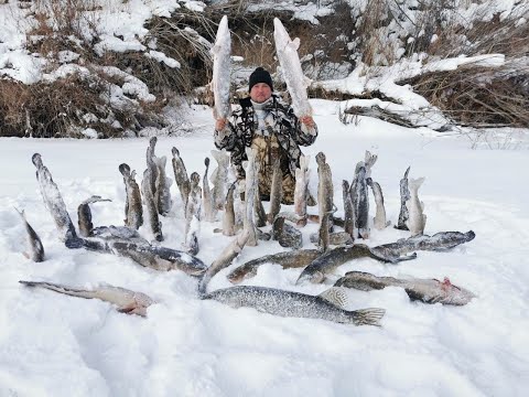 Видео: ОЧЕНЬ МНОГО НАЛИМА ! РЕКА НУРА . День второй !