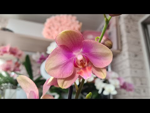 Видео: Новые #орхидеи 🥳🥳🥳 А-ля Розетта💥 и Беби Динамит💥 и чуть домашние роспуски🥰 Веснушка🦋 Леди Мармелад🧡